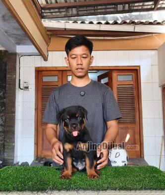 jual-rottweiler-jantan-good-quality-SFW5CK4P0S