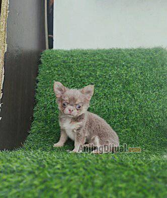 jual-female-lilac-chihuahua-longhair-BGR3OSMFZC
