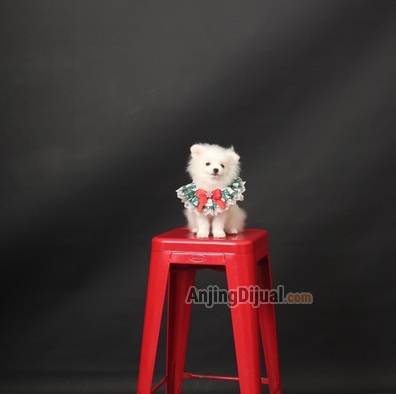jual-anakan-mini-pom-jantan-fluffy-lucu-dan-termurahhhh-4ZUI4ZQSHX