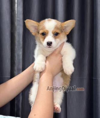 jual-corgi-betina-warna-sable-super-lucu-cantik-LOTX5FT3J6