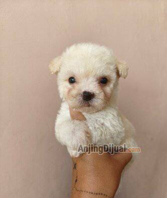 for-sale-bichon-x-poodle-7RFI3S0MPQ