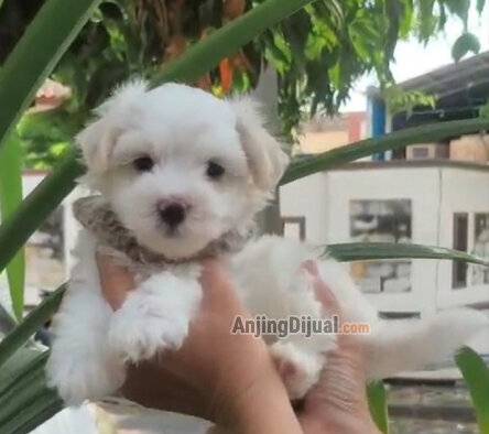jual-anakan-maltese-XBE4T0GKB7