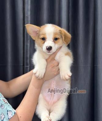 jual-corgi-jantan-warna-sable-super-lucu-EX9XU6OGQG