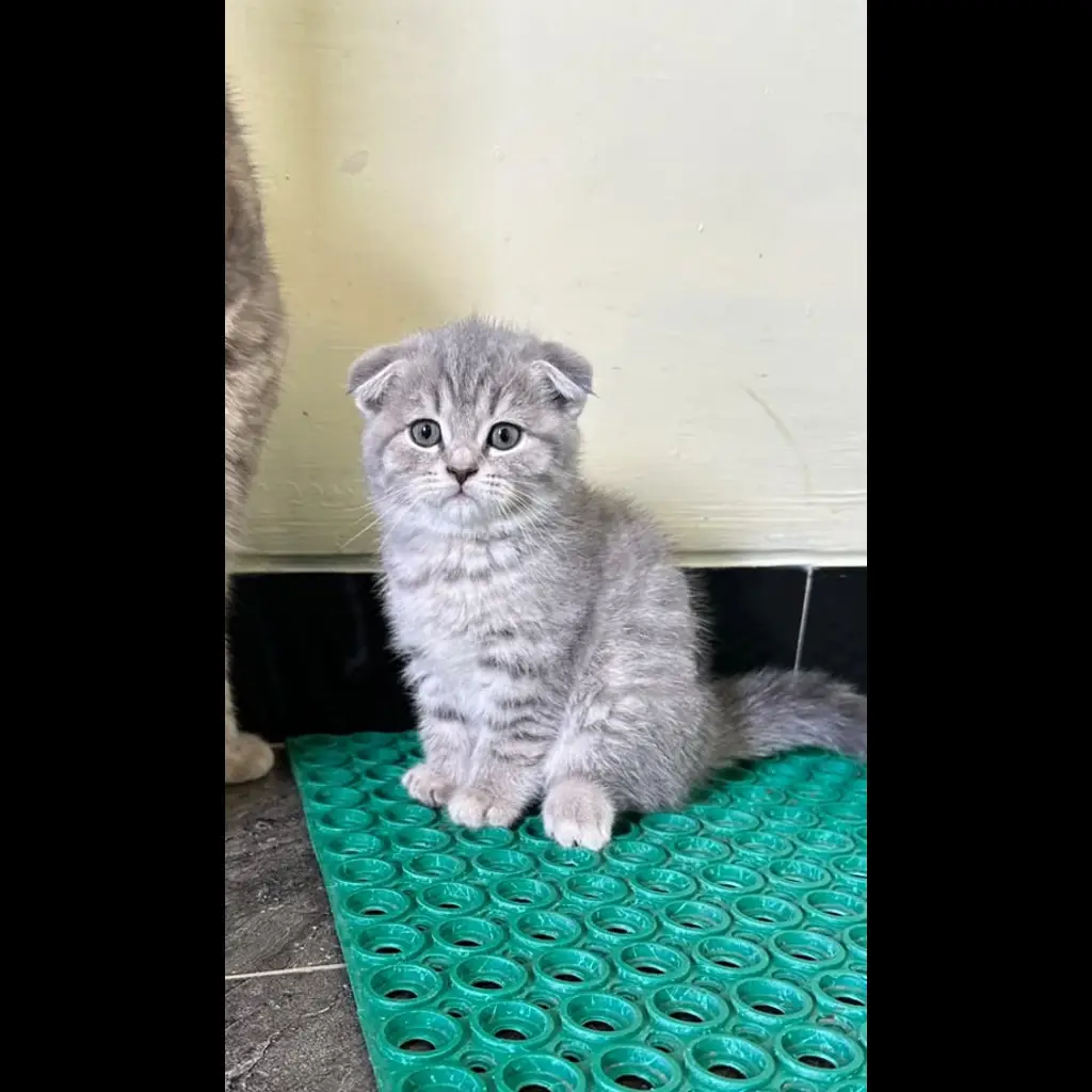 scottish-fold-betina-LPIQ6OWO8R
