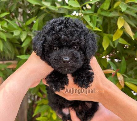 jual-black-toy-poodle-betina-2J81DZFJ7K