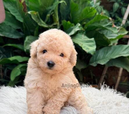 jual-toy-tiny-poodle-super-IGSVHH10DI