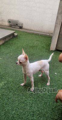 jual-calon-pejantan-chihuahua-terjangkau-IXOYDCW0ST