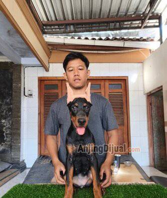 jual-doberman-betina-good-quality-LC7A78KSA4