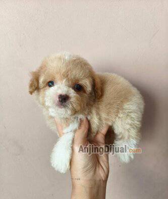 for-sale-fawn-tiny-poodle-missmark-C8TA81JC12