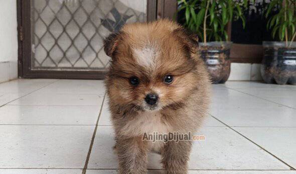 jual-anakan-pomeranian-jantan-2K15OFJLBD