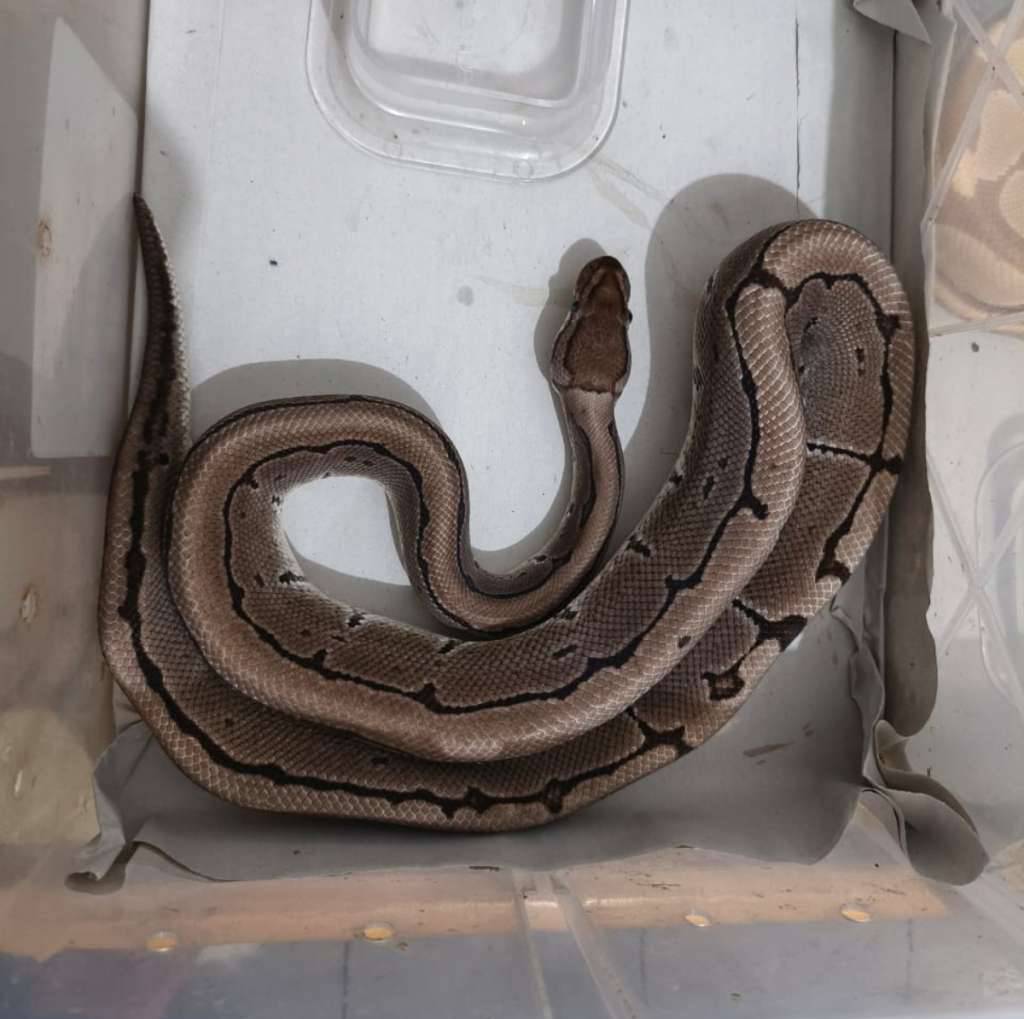 paket-breeding-m-axa-vpi--2-pastel-het-axa-vpi-proven-39I57GY6M8