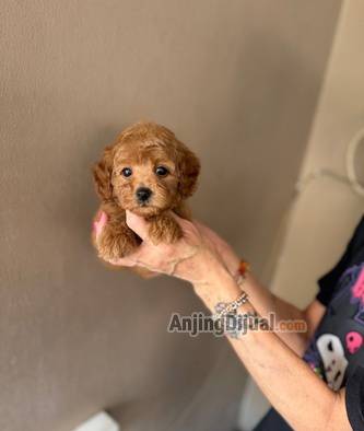 jual-poodle-tiny-red-betina-OAB9F1D0EE