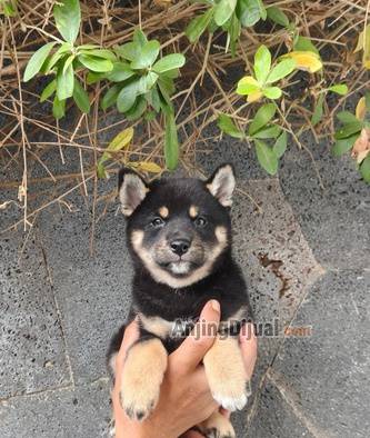 for-sale-puppy-male-and-female-black-tan-shiba-inu-LH0ZLKL5V2