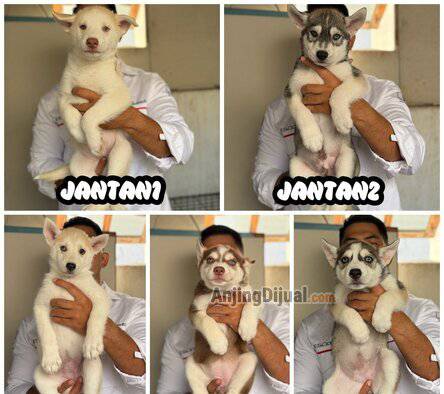 jual-siberian-husky-murmer-6QAW74R57G