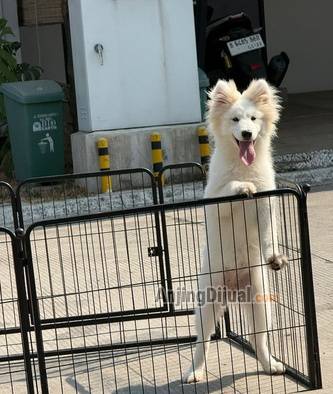 jual-samoyed-5-bulan-VW0JRLW6ES