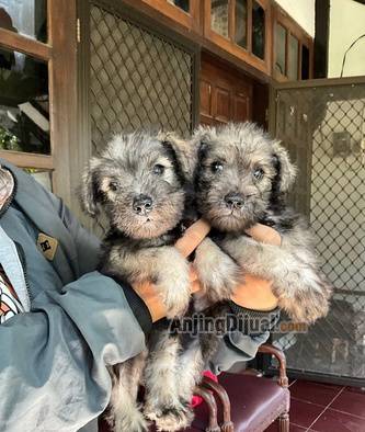 jual-miniature-schnauzer-7NSTV45JVX