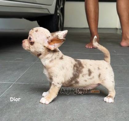 jual-exotic-chihuahua-merle-color-3XQ0GIMMMP