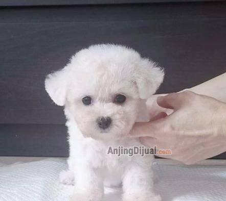puppy-mini-bichon-frise-cute-N4CPWMS51H