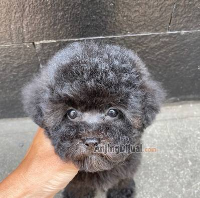 jual-anakan-poodle-betina-tiny-lucu-K2TRZDTDSI