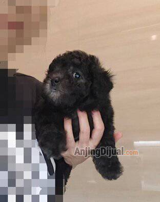 jual-tiny-teacup-silver-poodle-puppies-ATWHQYTAP4