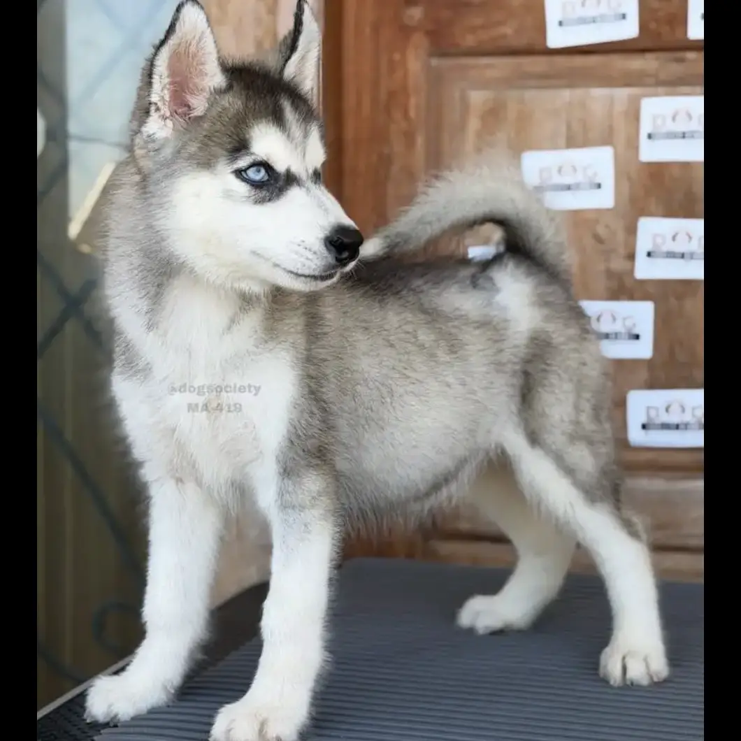 -anakan-husky-abu2-umur-25-bulan-YL7ZI5CY8B