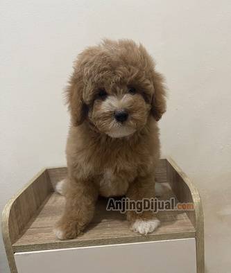 jual-poodle-mismark-female-cakep-BZS5OJ01HY