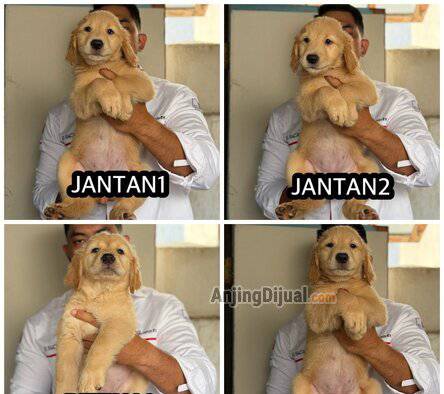 jual-golden-retriever-stb-vaksin-termurah-dikelasnya-MMO8GZYOLR