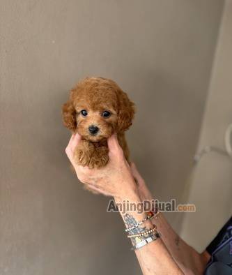 jual-poodle-tiny-red-jantan-ST5M4PSMPZ