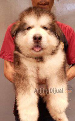 fs-alaskan-malamute-big-bone-4WITCVQ8BI