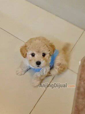 jual-special-tiny-poodle-puppy-champion-bloodlines-EFXVALLXVP