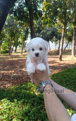 jual-tiny-korean-face-bichon-frise-betina-cucu-import-korea-ACMPW5WGI5