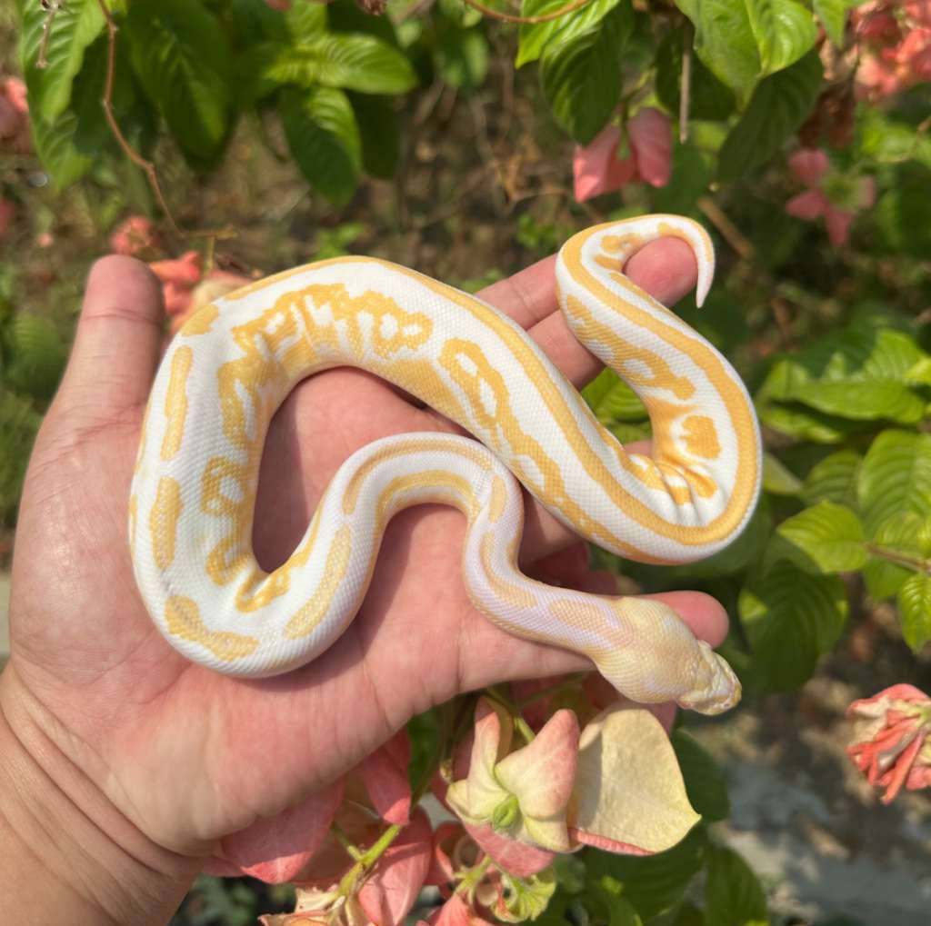 black-pastel-albino-het-pied-UVFPHW4AR5