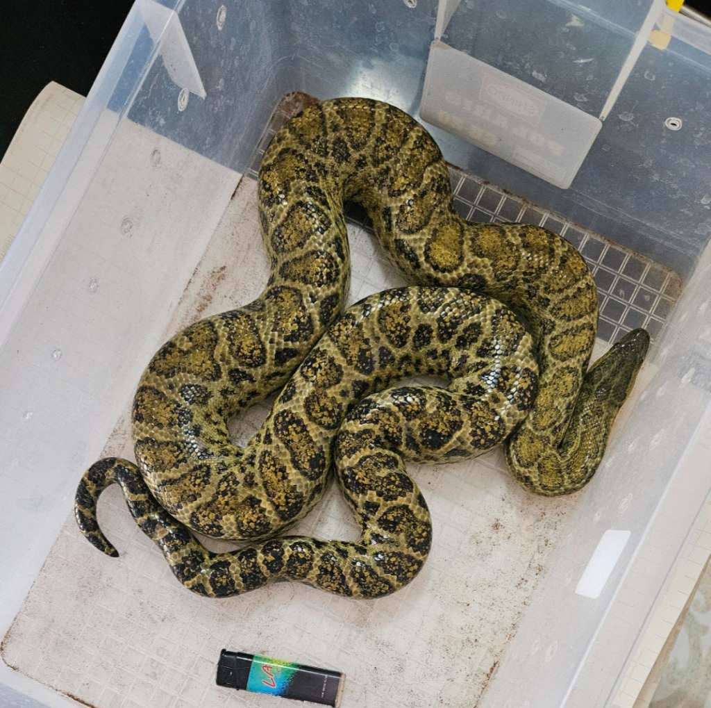 yellow-anaconda-betina-H2AVQDIN1G