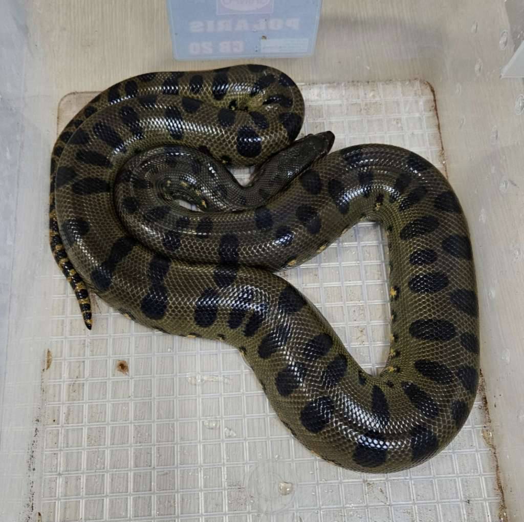 green-anaconda-betina-RTJBY9Q878