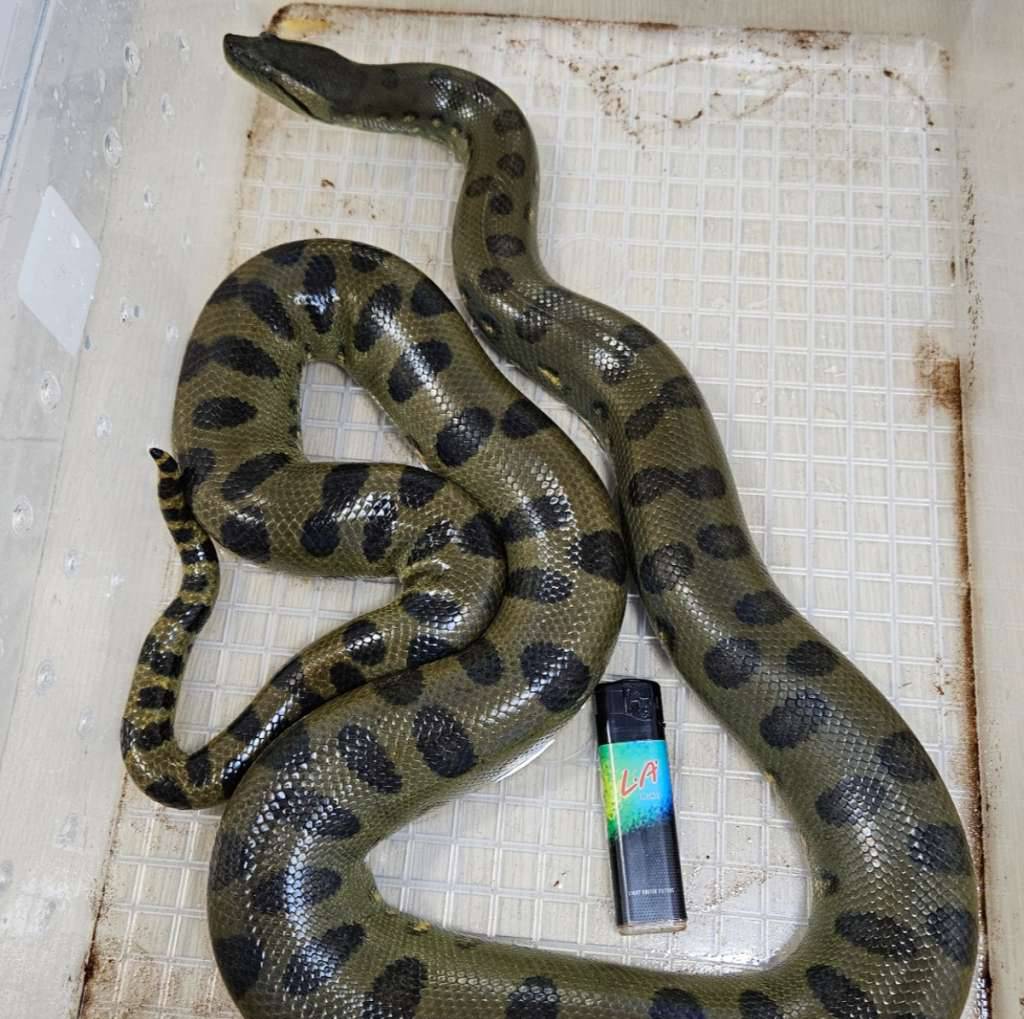 green-anaconda-jantan-ZFJVTQYSUN