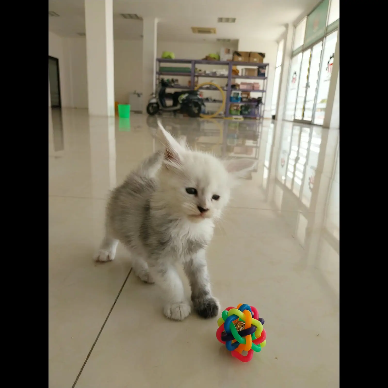 jual-kucing-maine-coon-usia-1-bulan-DEGB60IBFP