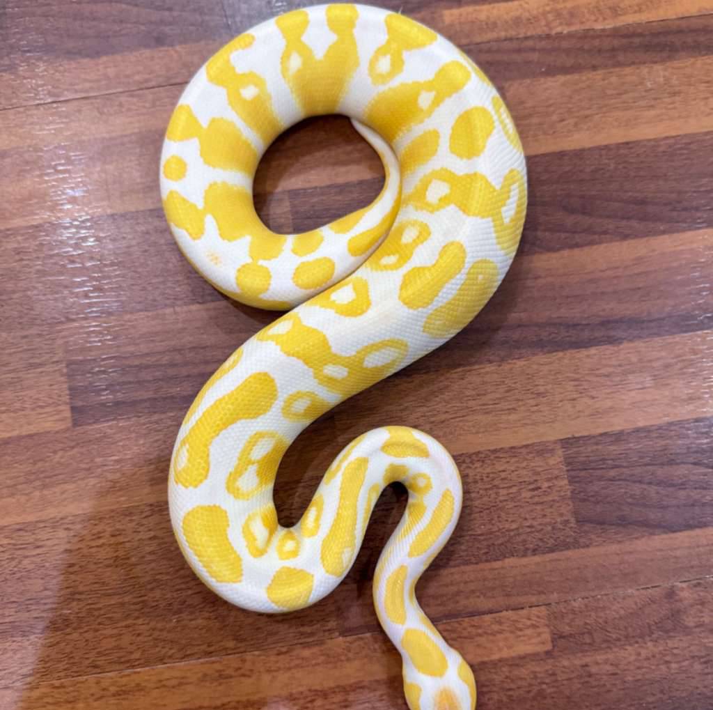 lavender-albino-OY727G2DBZ