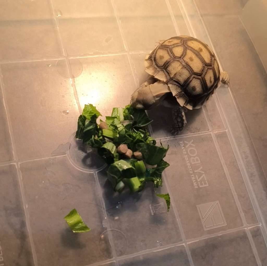sulcata-A3XVF5QXZN
