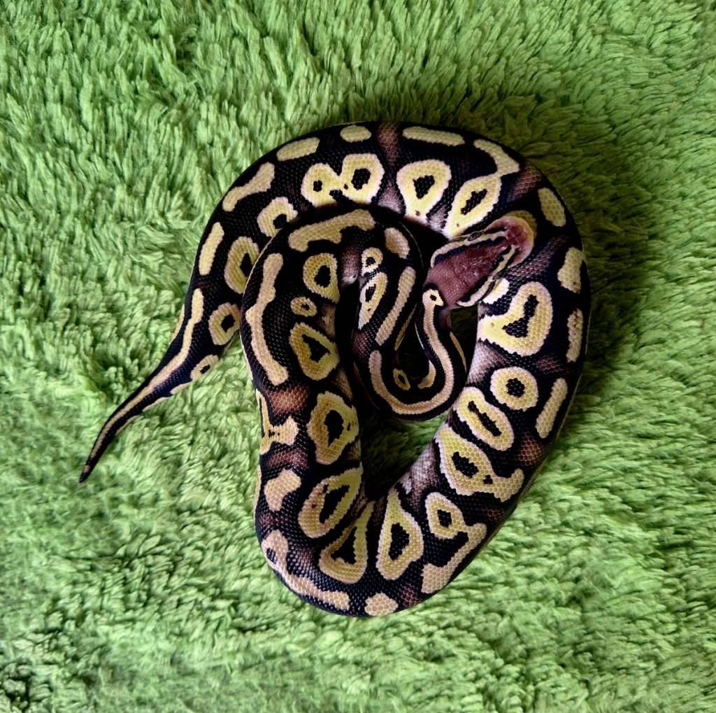 phantom-pastel-poss-het-hypo-female-LUCO5DX43B
