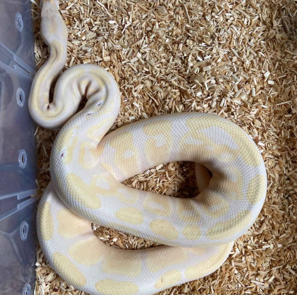 ballpython-albino-lavender-1640YW4L4V