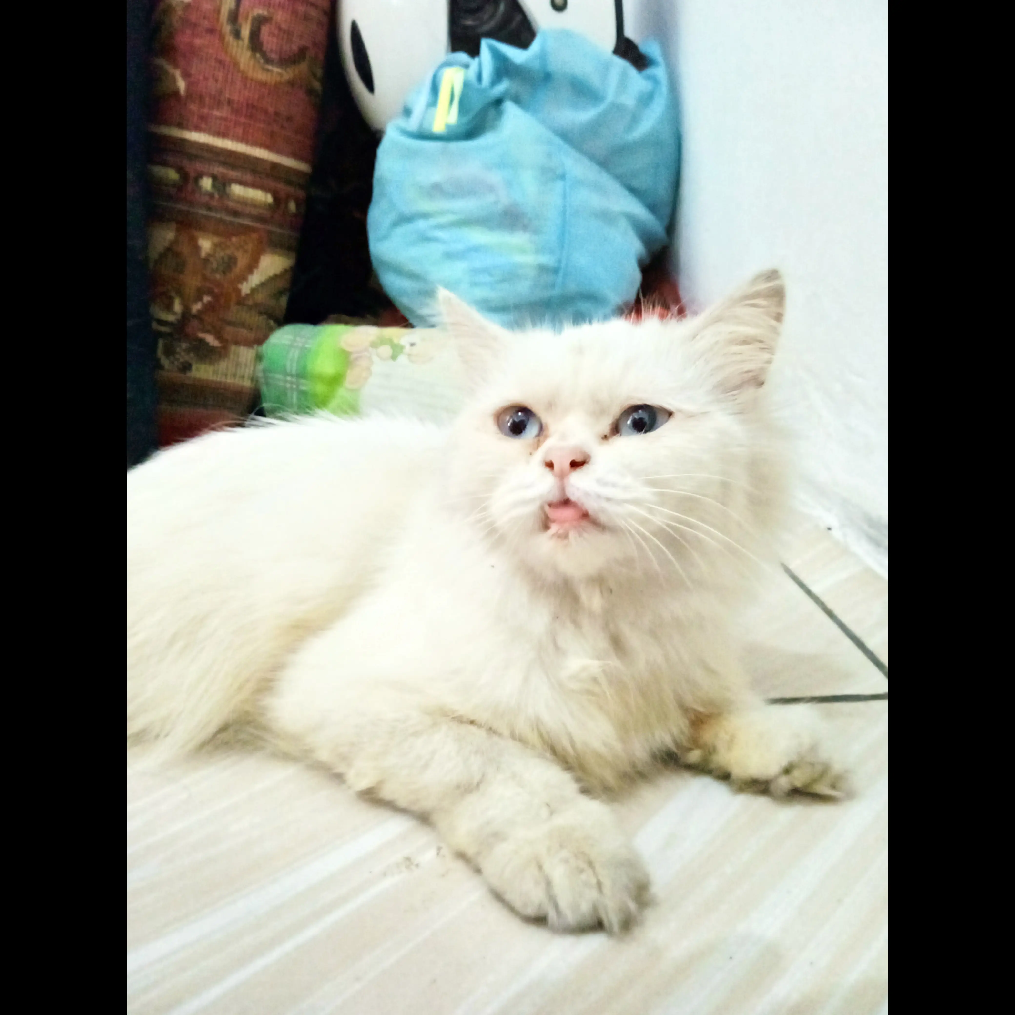 persia-flat-nose-8-bulan-BUI1G5VT9C