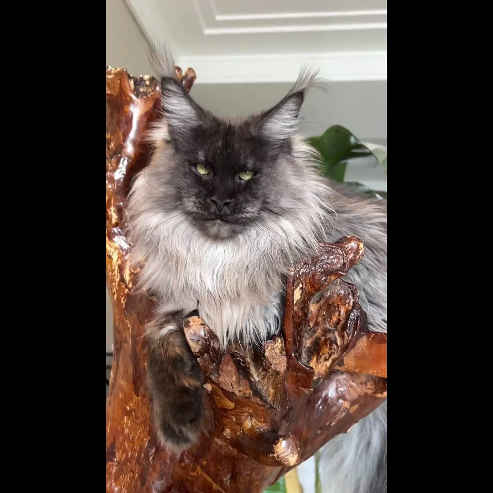 jual-kucing-maine-coon-betina-9Z9PKILD8E