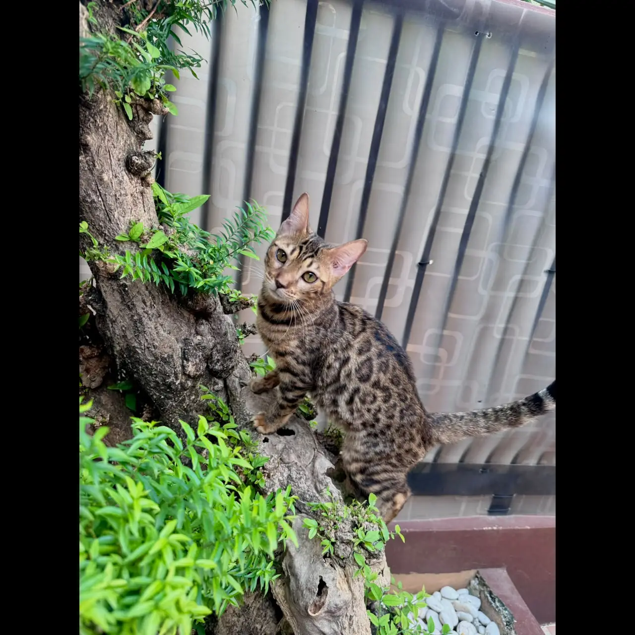open-adopt-bengal-brown-betina---ajeng--VTQCUQ2DXE