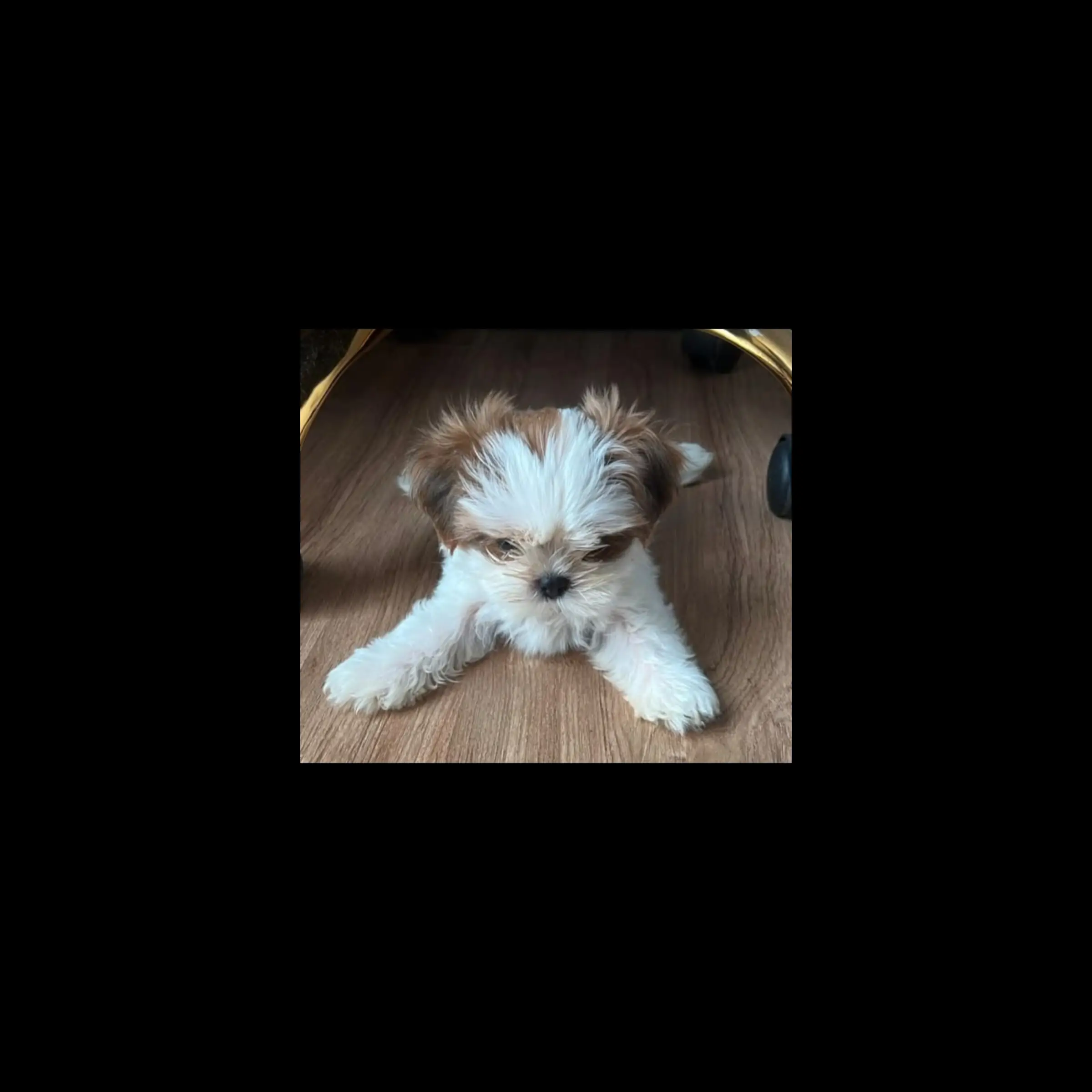 anakan-shih-tzu-7JQUT7E6DO
