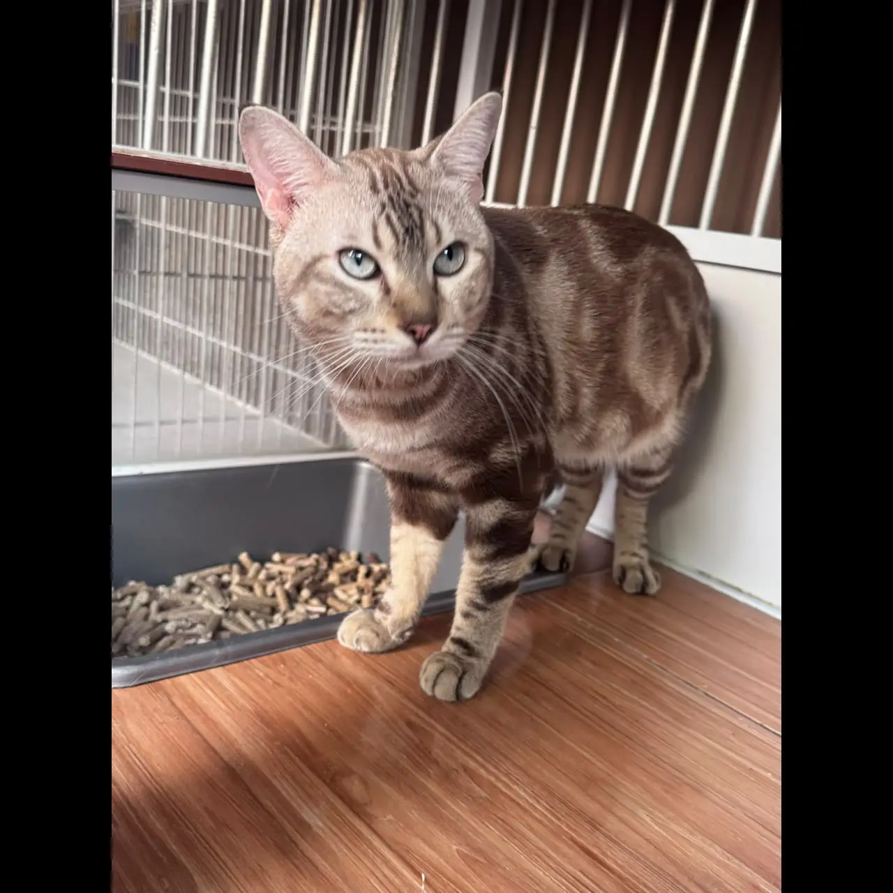 -bengal-snow-marbel--si-jantan-langka-yang-mata-keranjang-simba-4FVGSEQB0E