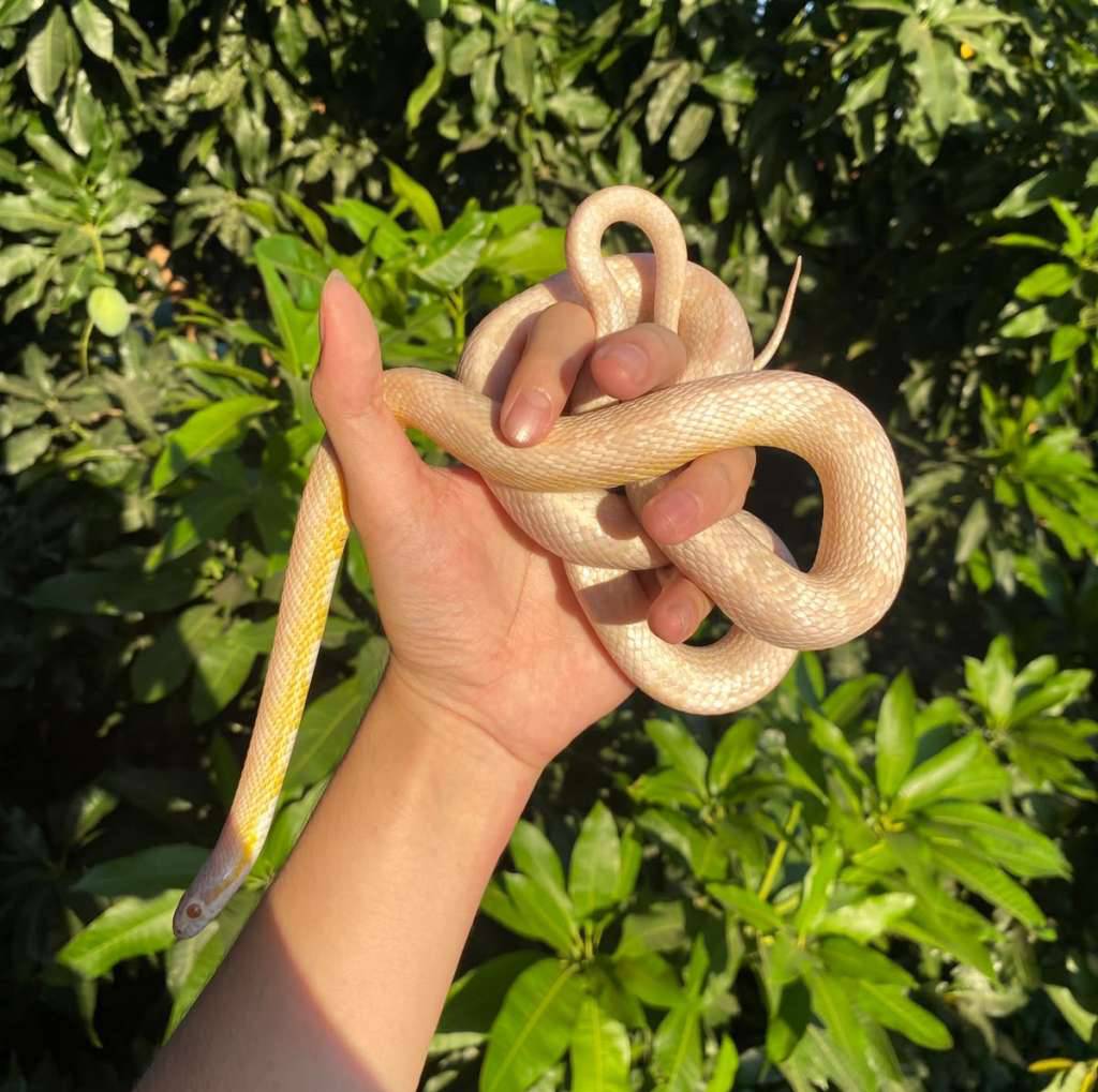 cornsnake-snow-H5Q04YZGET