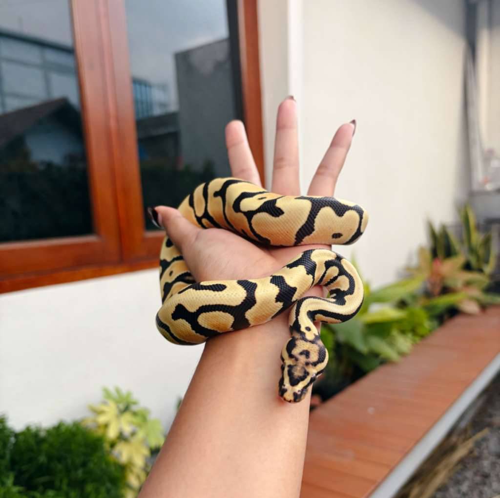 desert-ghost-spotnose-orange-dream-het-clown-IGSFJPRXGK