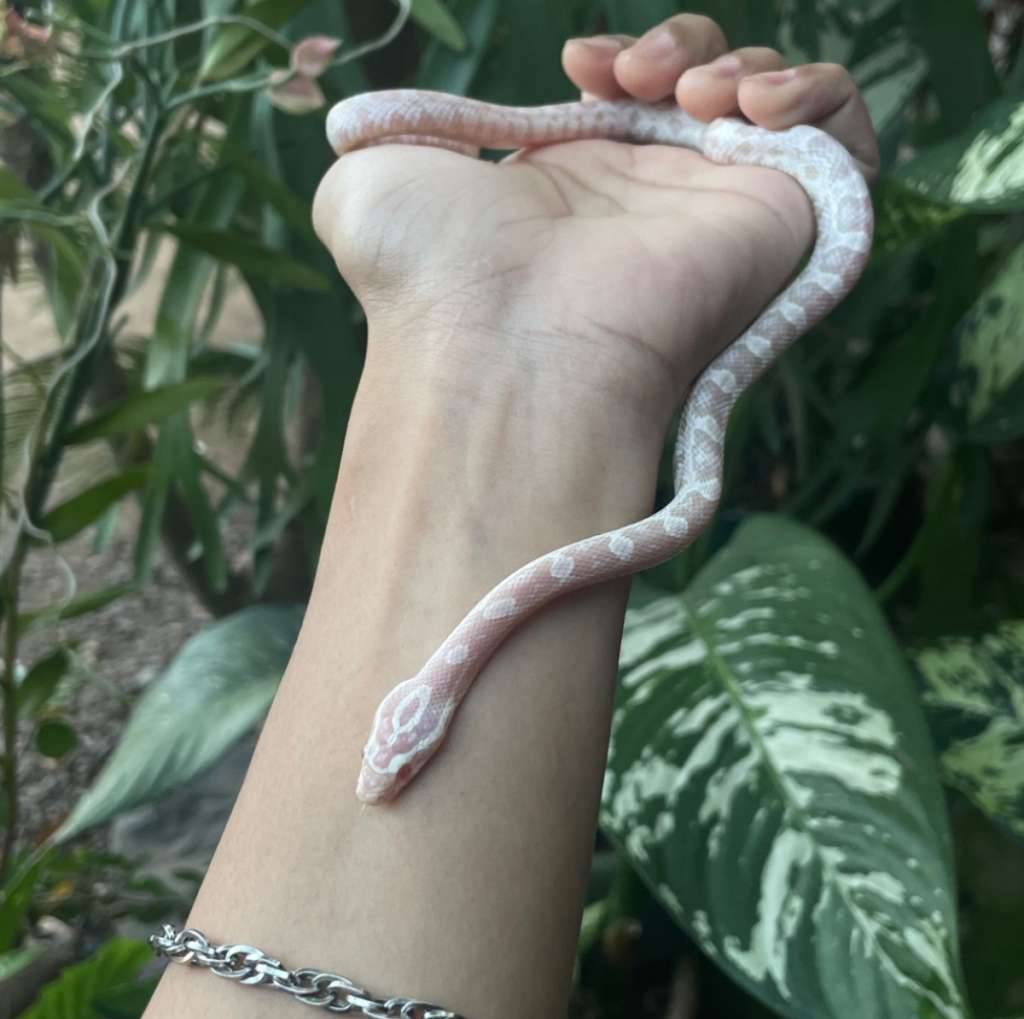 corn-snake-snow-LDLSCBAWRS