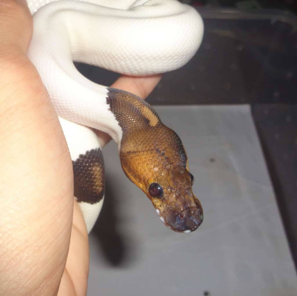 black-pastel-pied-het-hypo-two-face-T32FUQ94LI