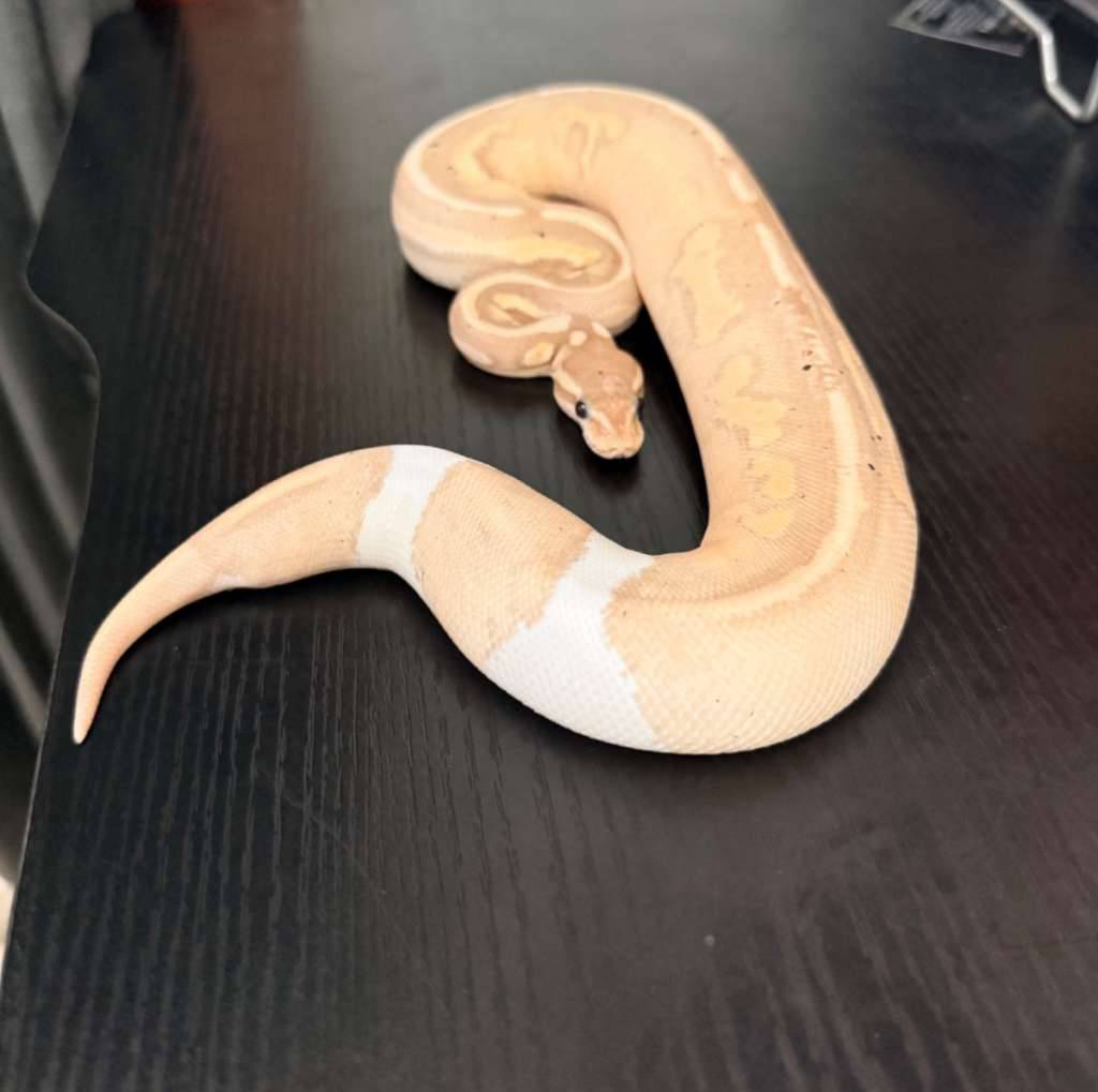 banana-pastel-cinnamon-pied-IF77ADH6HS